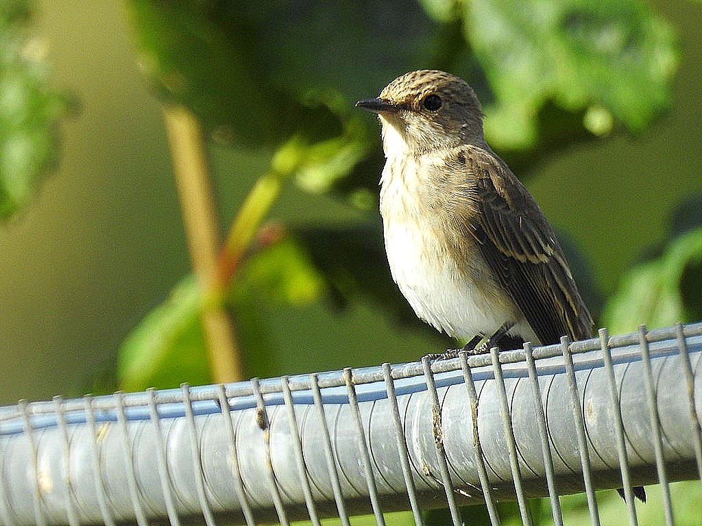 Spotted Flycatcher