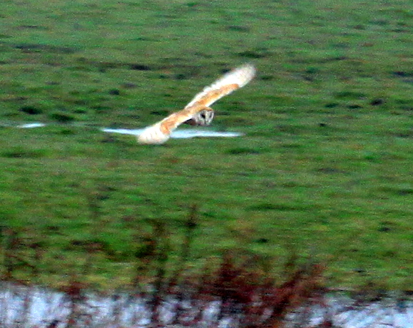 Barn Owl