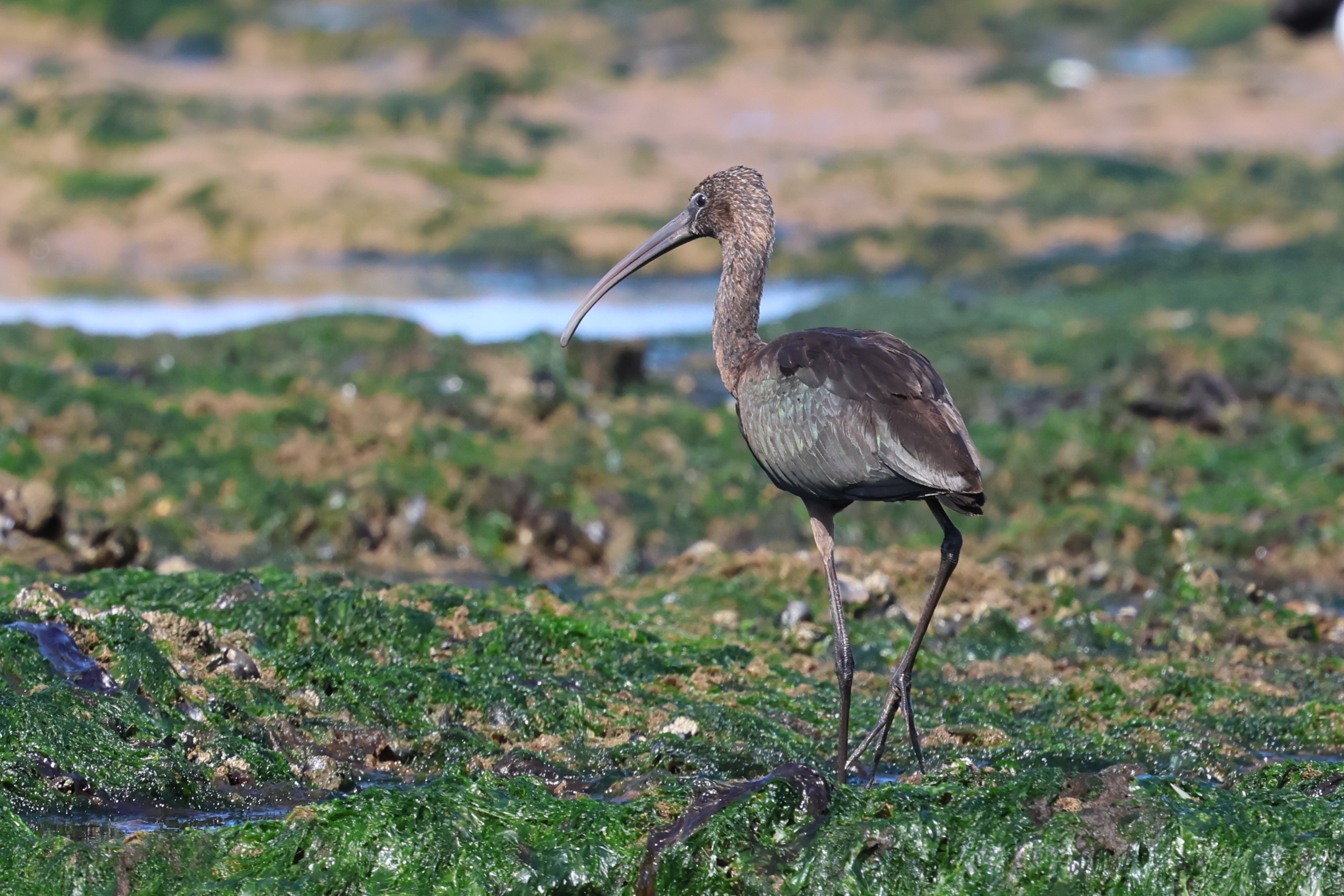 Glossy Ibis