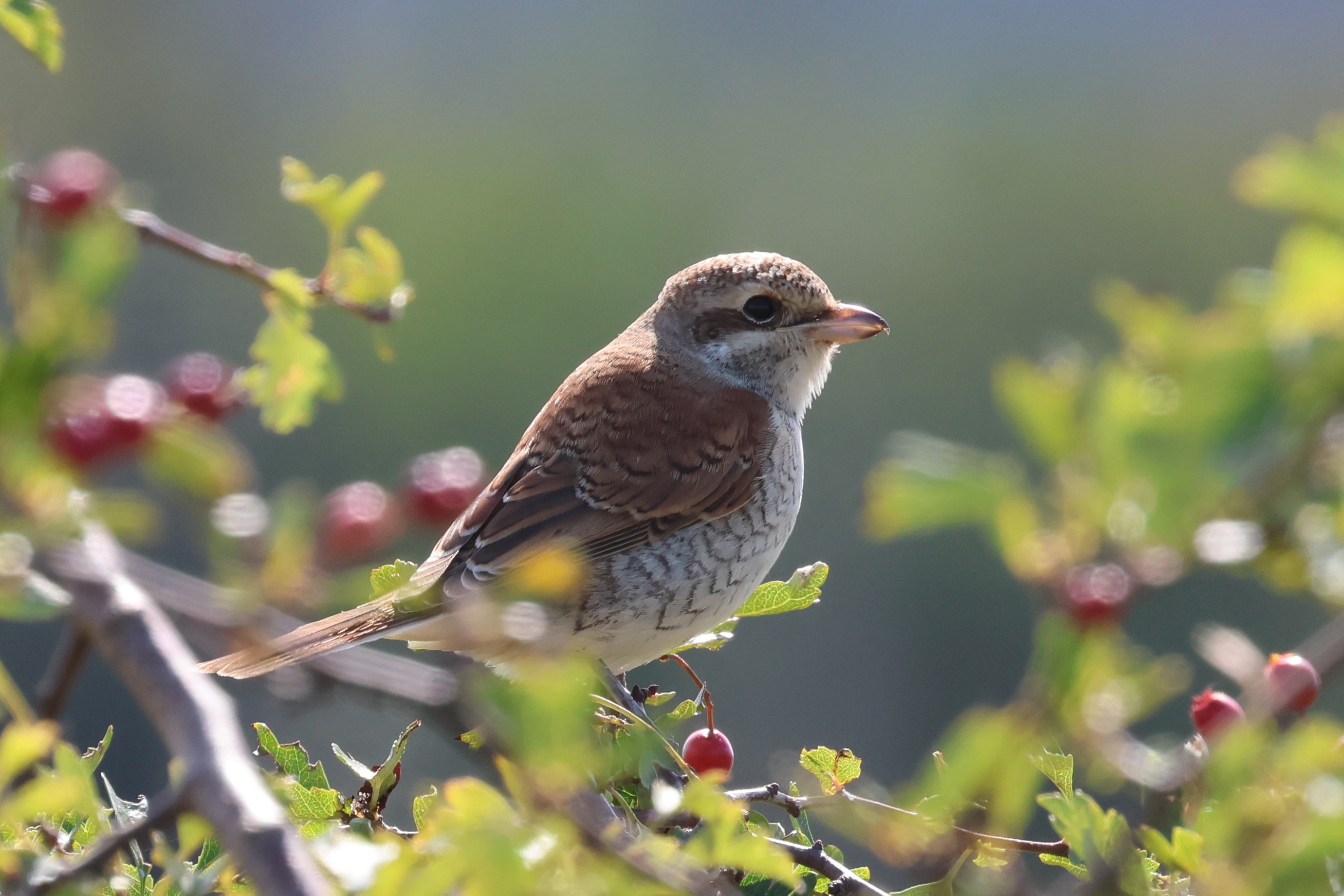 Red-backed Shrike