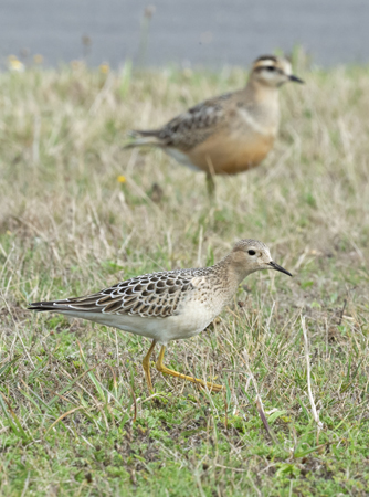 Buff-breasted Sandpiper