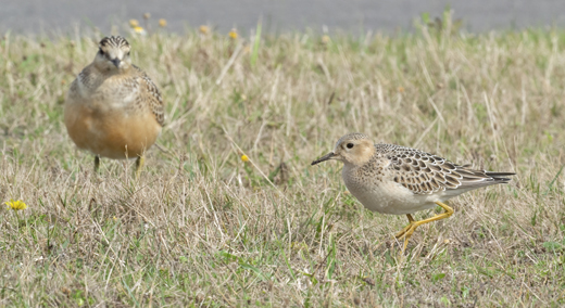 Buff-breasted Sandpiper