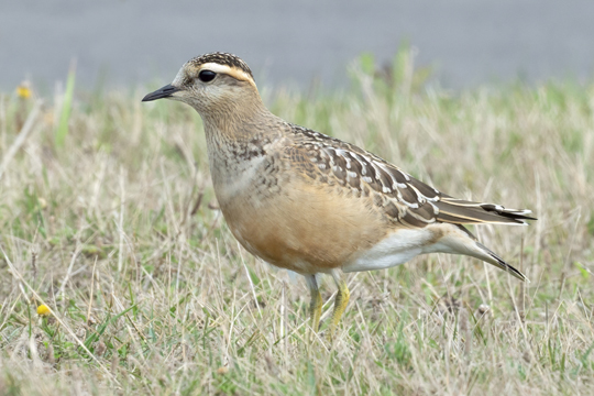 Dotterel