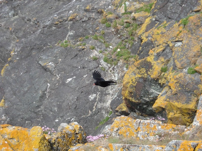Chough