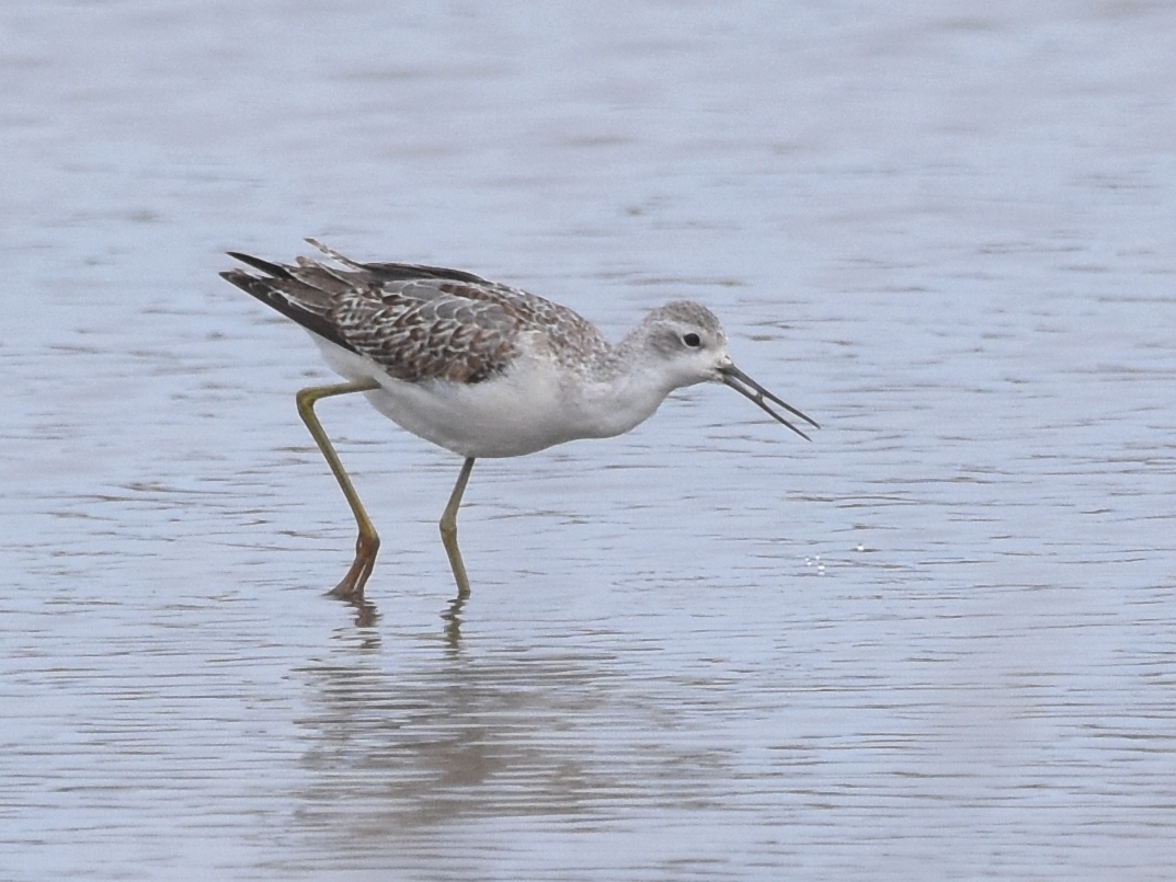 Marsh Sandpiper