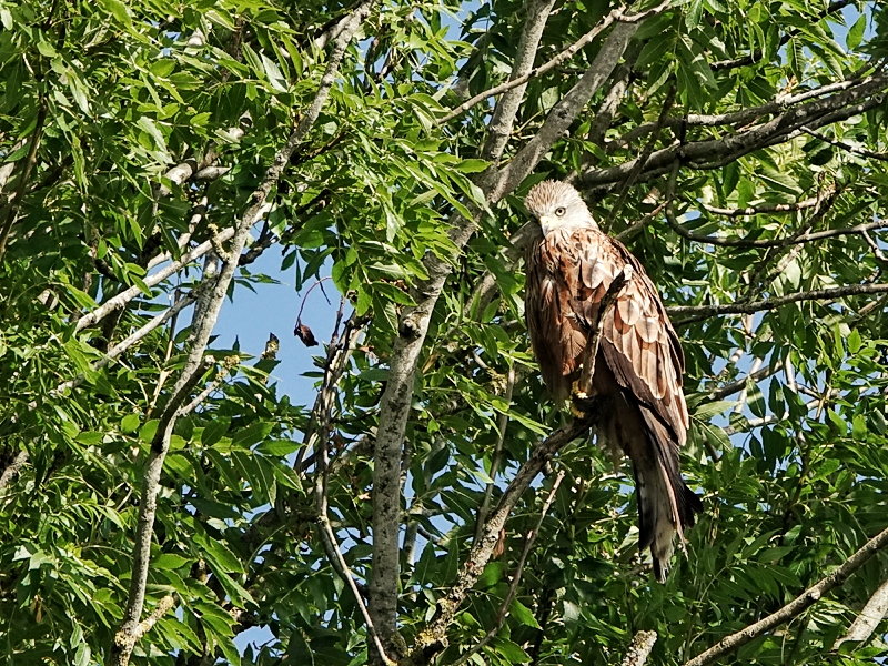 Red Kite