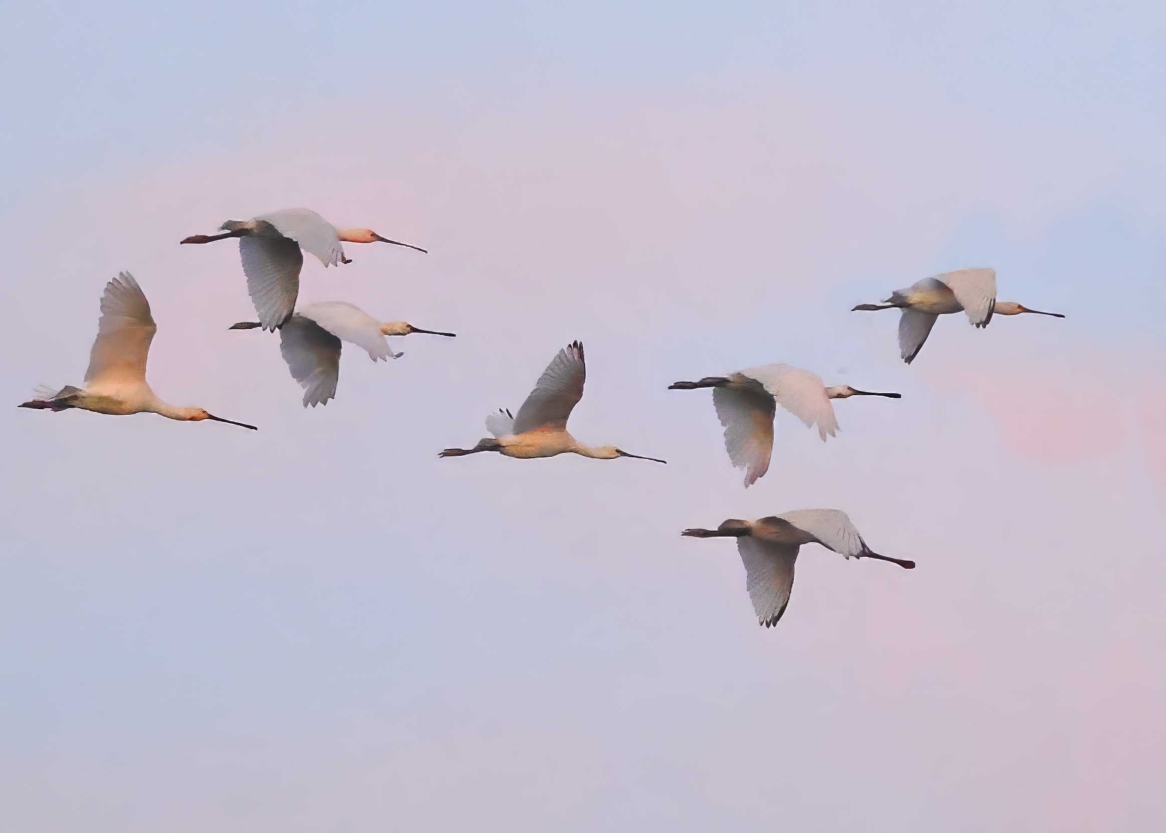 Spoonbill