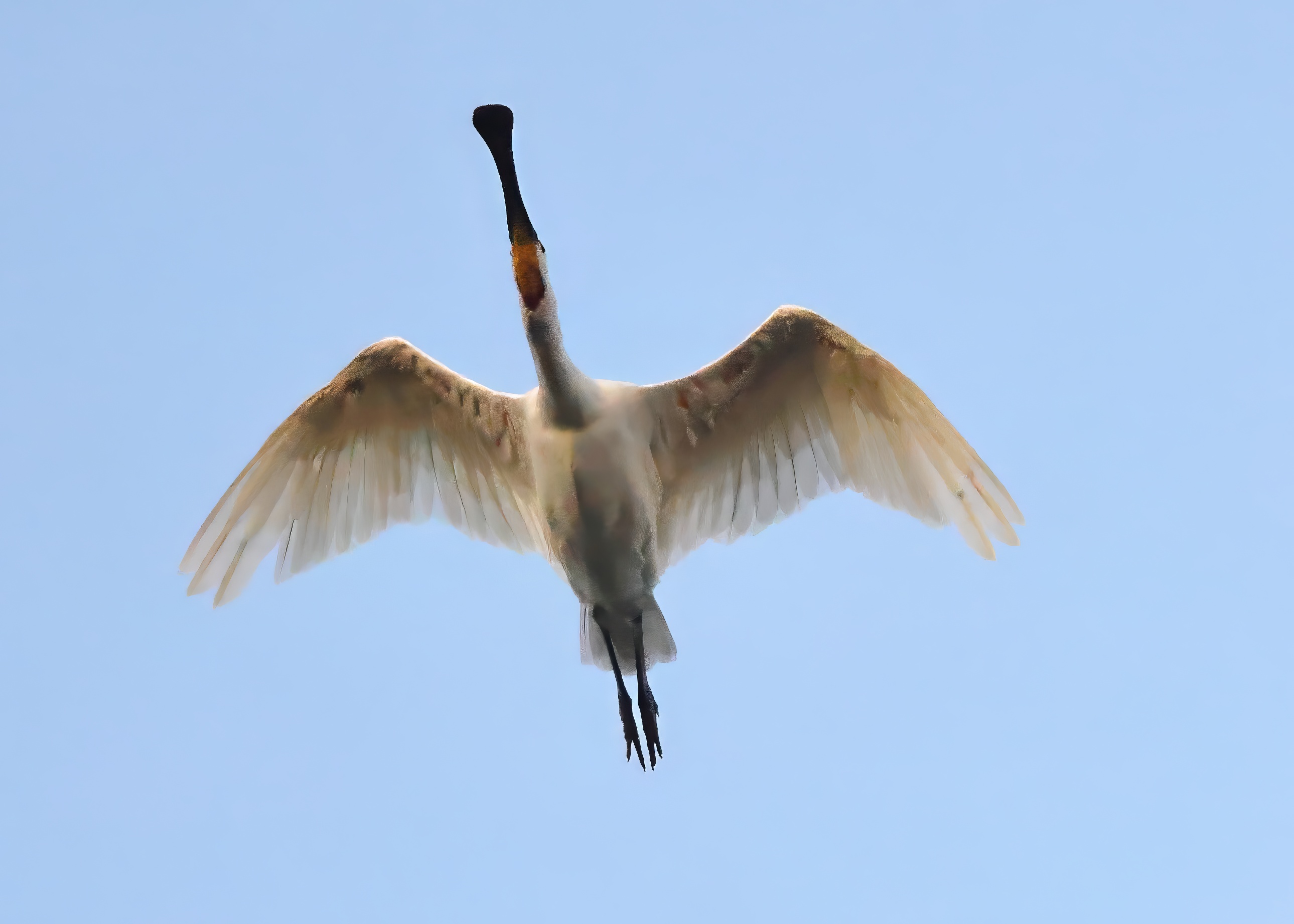 Spoonbill