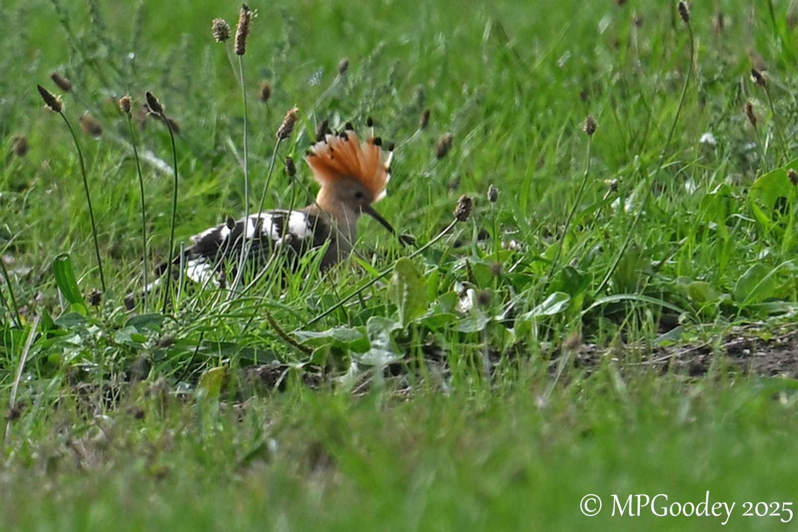 Hoopoe