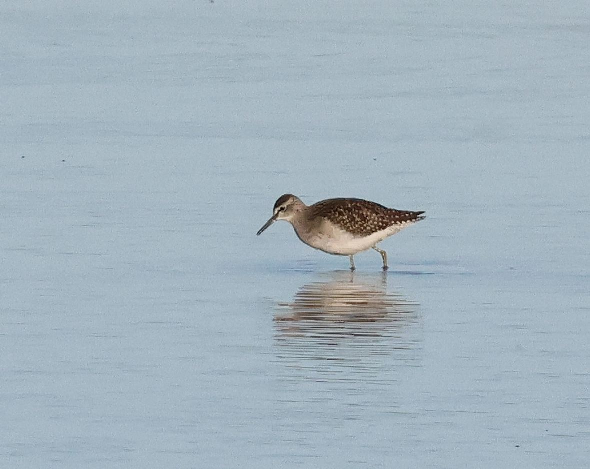 Wood Sandpiper