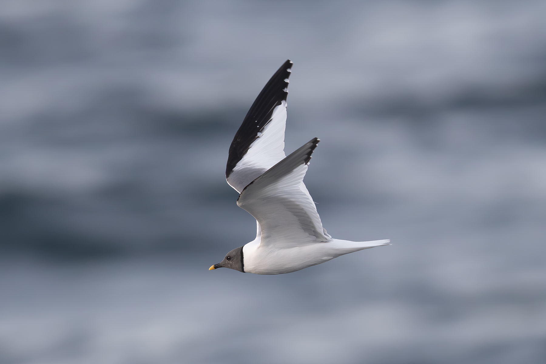 Sabine's Gull