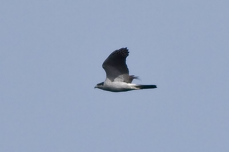 Goshawk