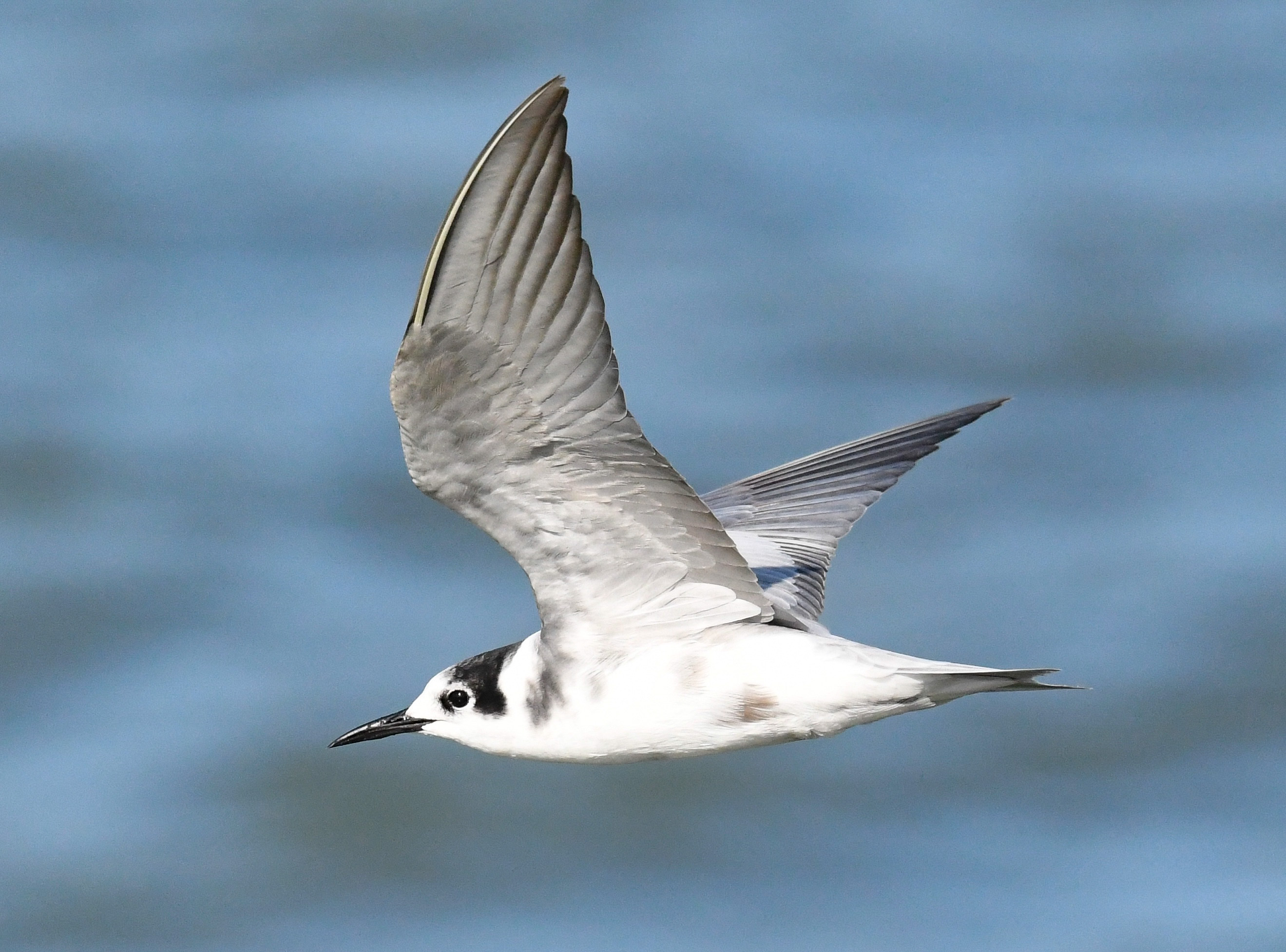 Black Tern