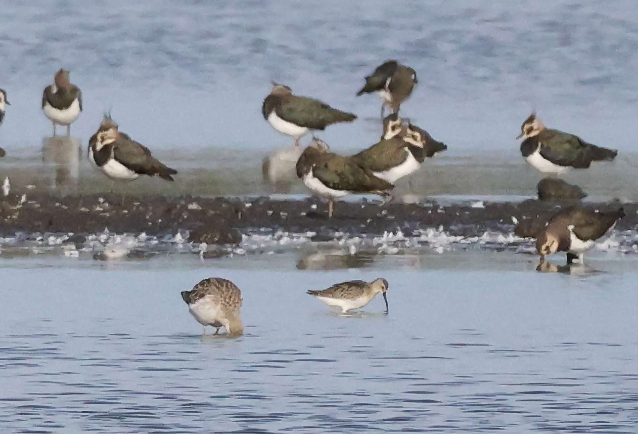 Curlew Sandpiper