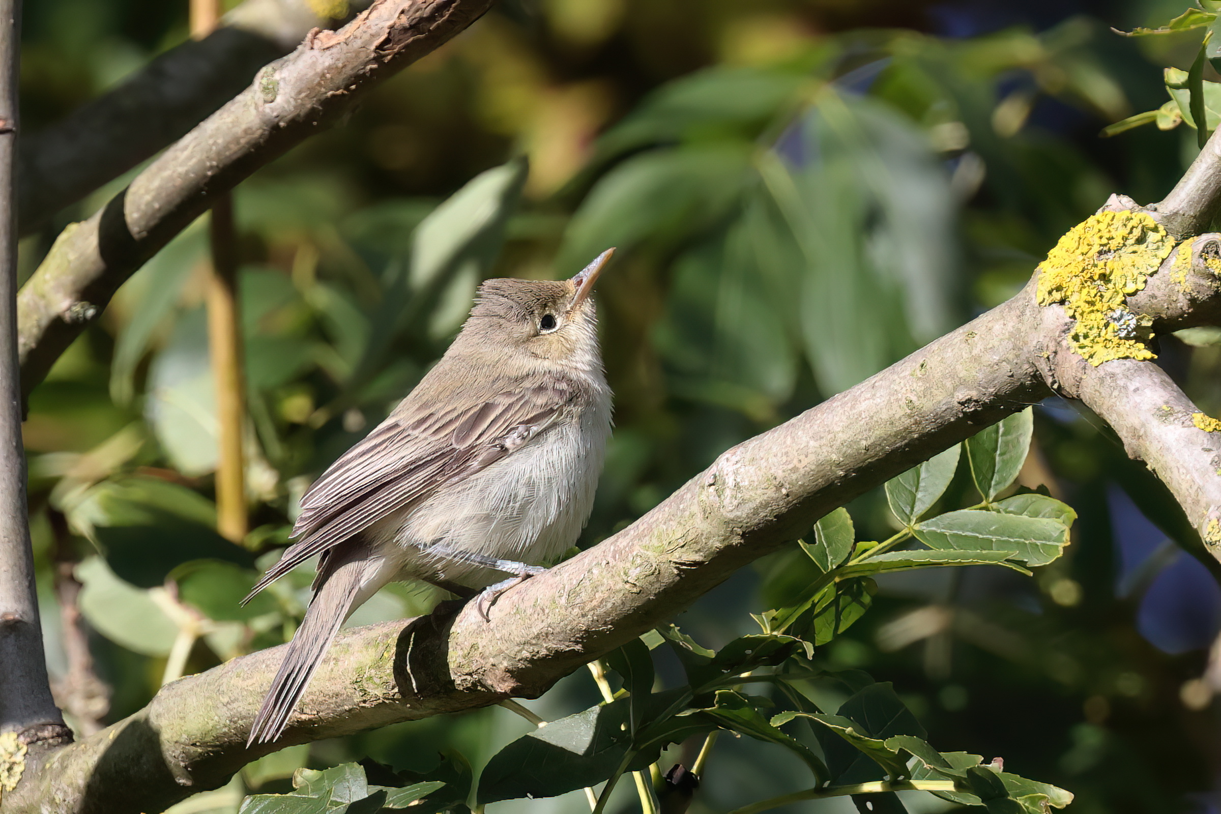 Icterine Warbler