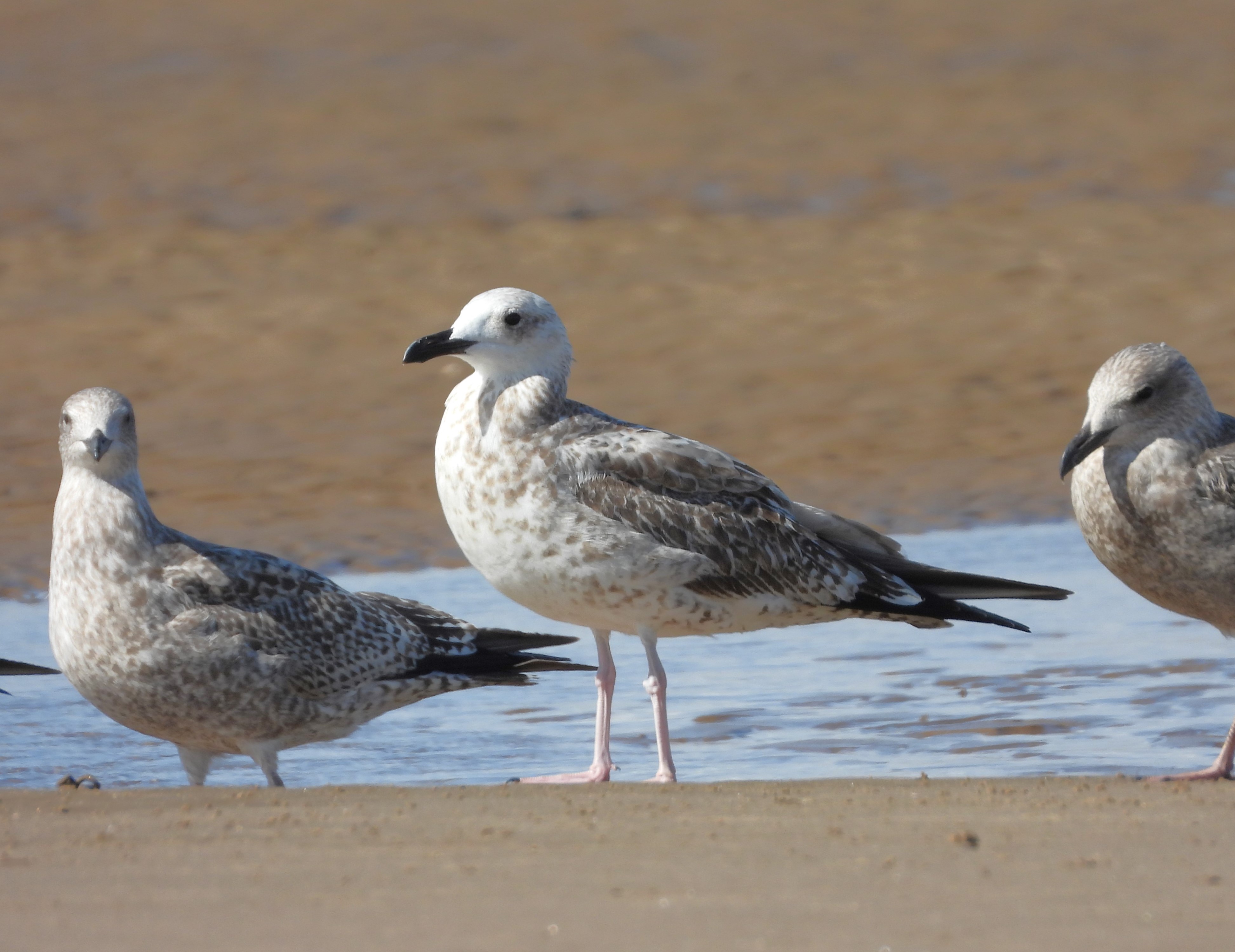 Caspian Gull