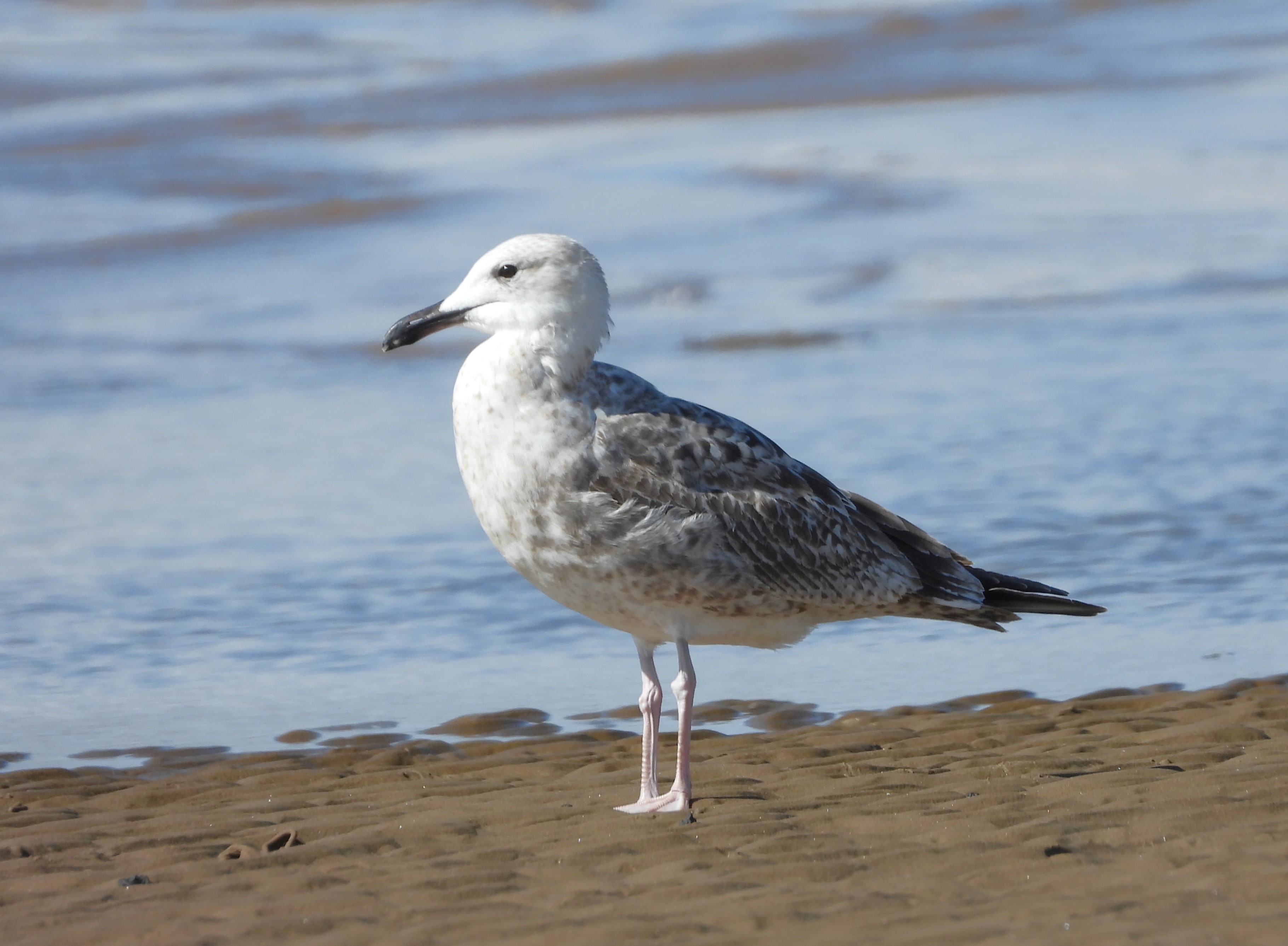 Caspian Gull