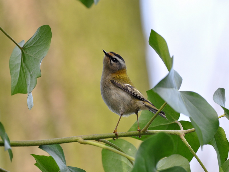 Firecrest