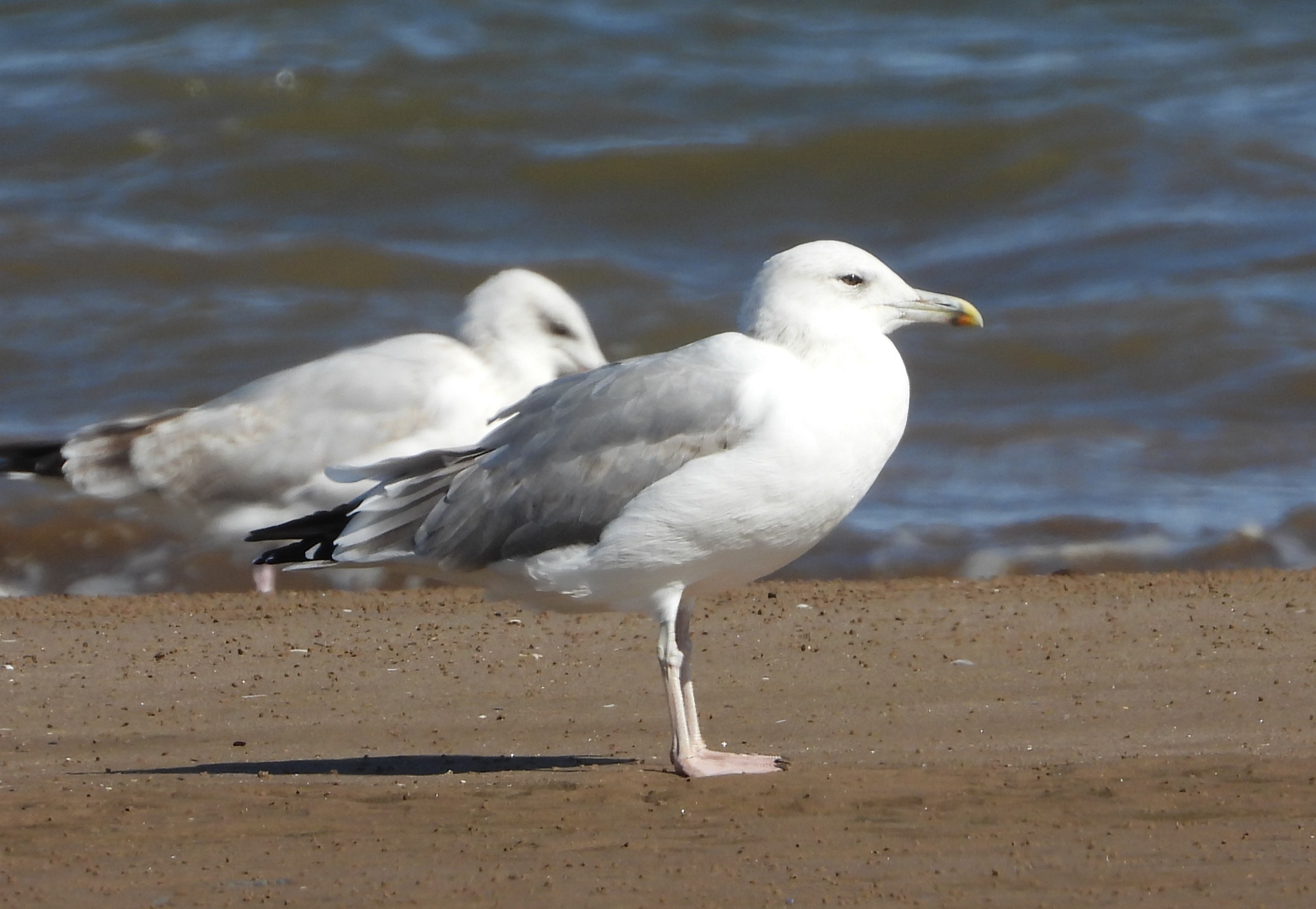Caspian Gull