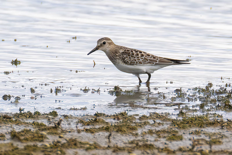 Baird's Sandpiper