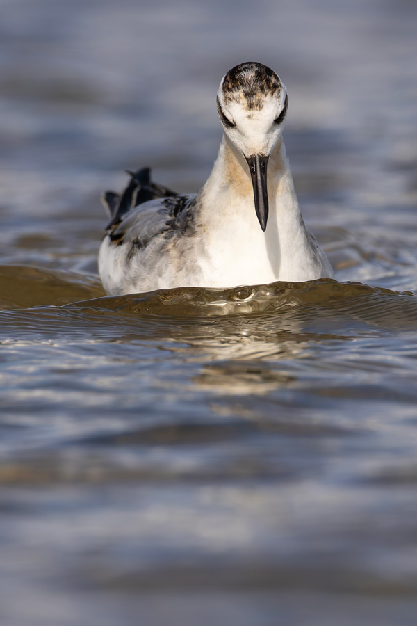 Grey Phalarope