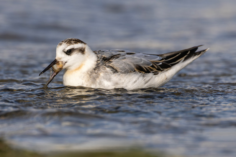 Grey Phalarope