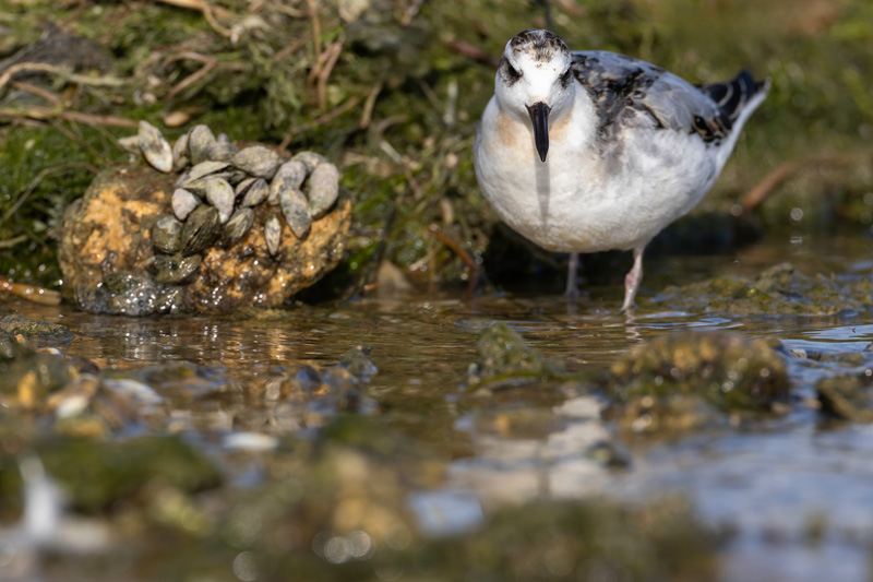 Grey Phalarope
