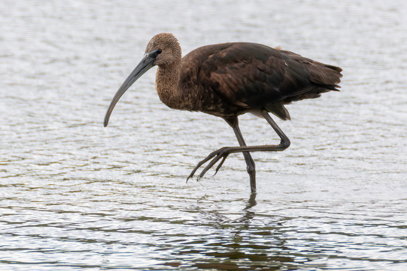 Glossy Ibis