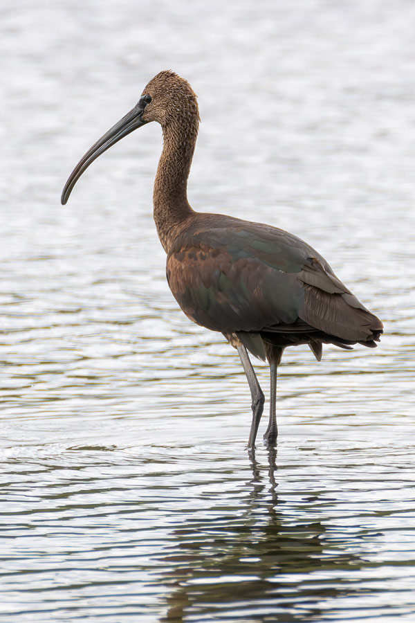 Glossy Ibis