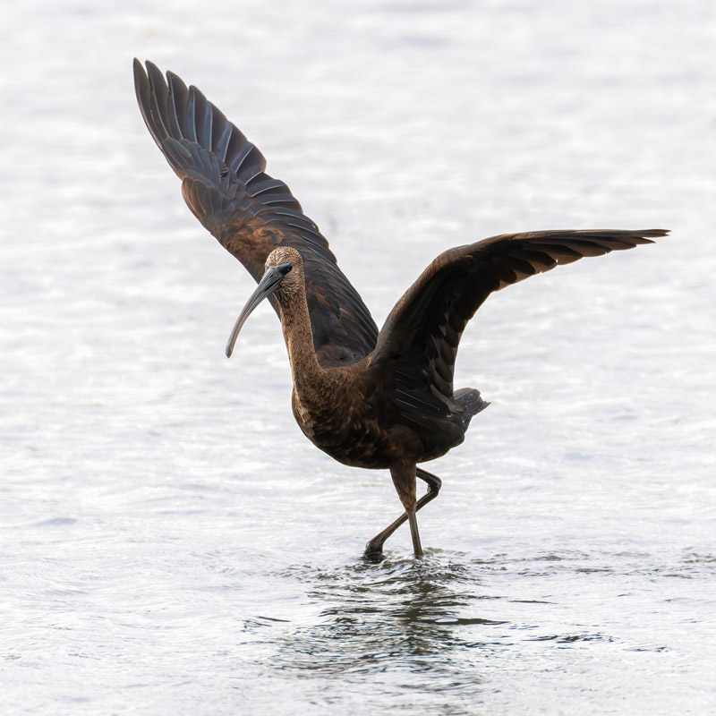 Glossy Ibis