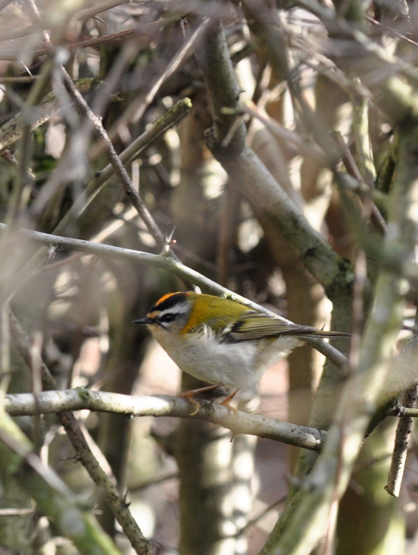 Firecrest