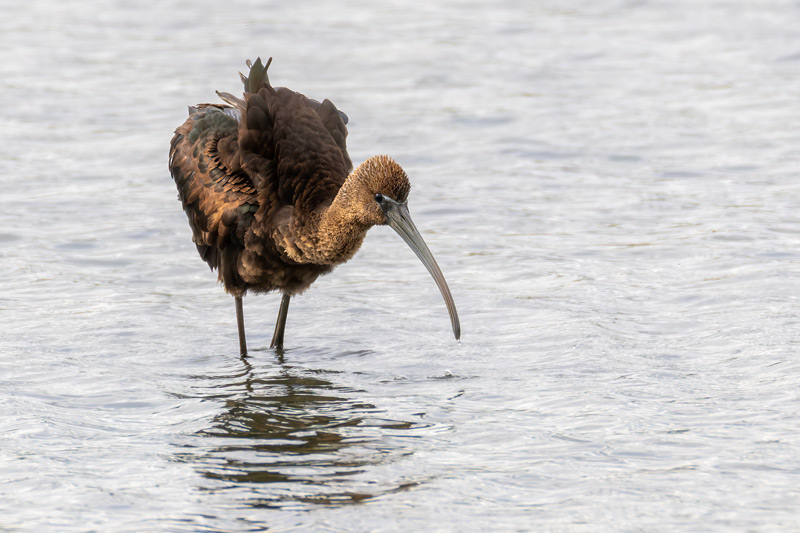 Glossy Ibis