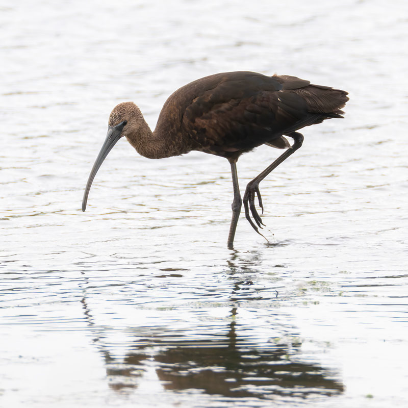 Glossy Ibis