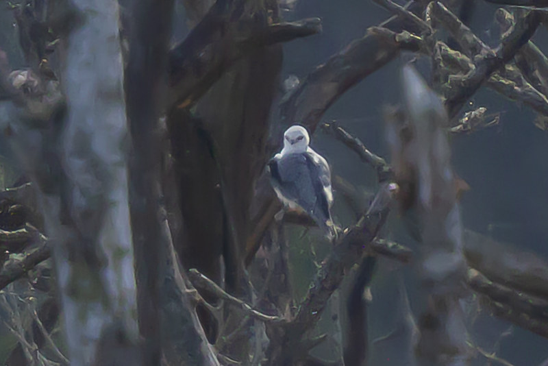 Black-winged Kite