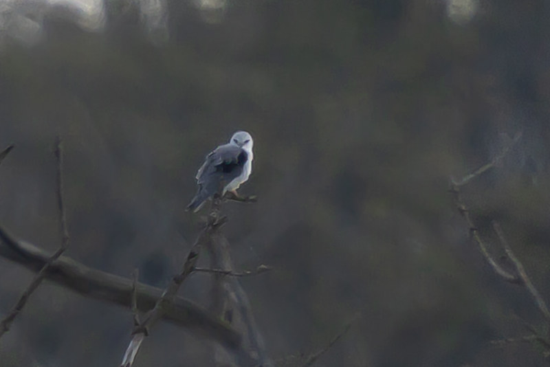 Black-winged Kite