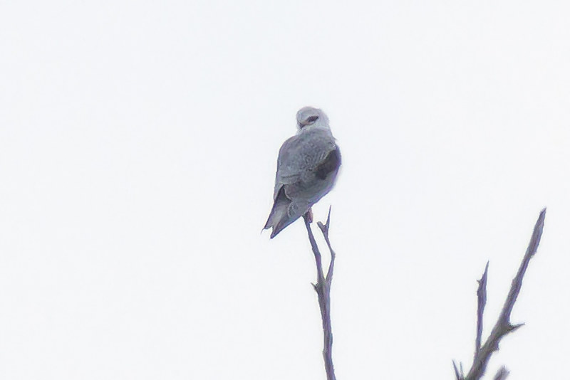 Black-winged Kite