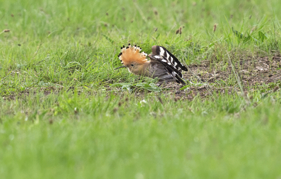 Hoopoe