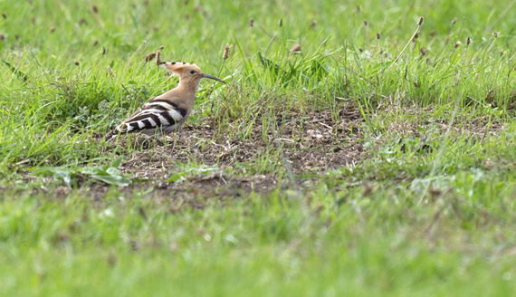 Hoopoe