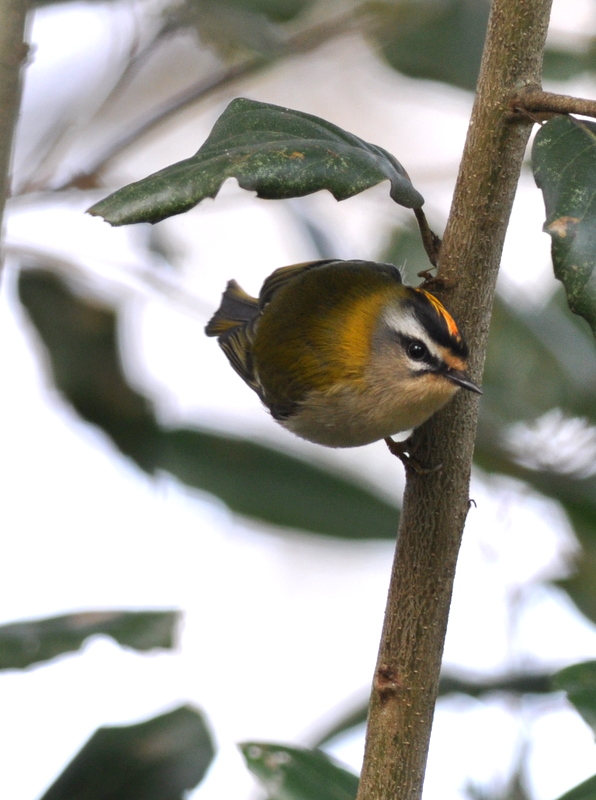 Firecrest