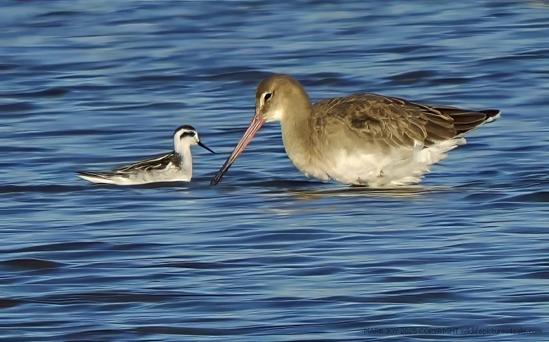 Red-necked Phalarope
