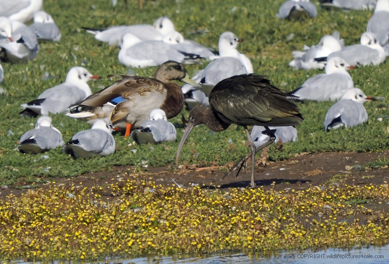 Glossy Ibis
