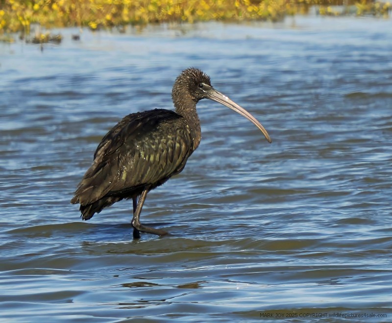 Glossy Ibis