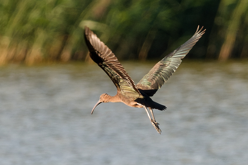 Glossy Ibis