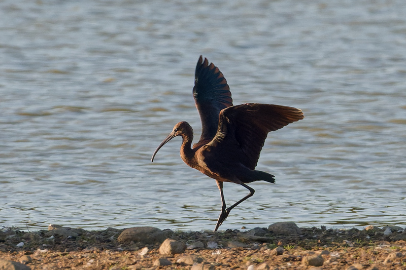 Glossy Ibis