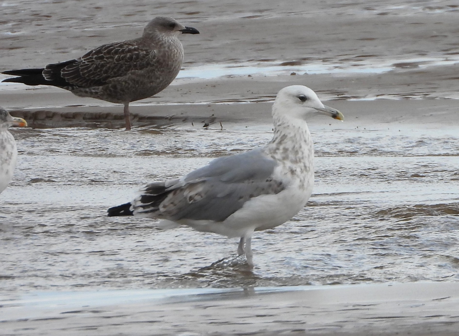 Caspian Gull