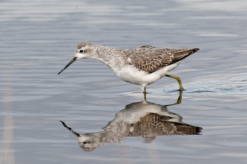 Marsh Sandpiper