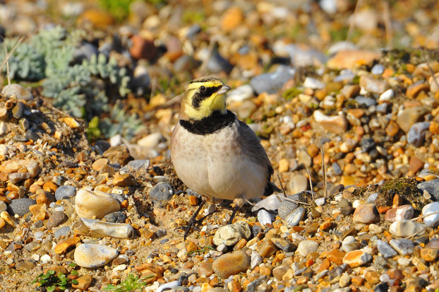 Shorelark