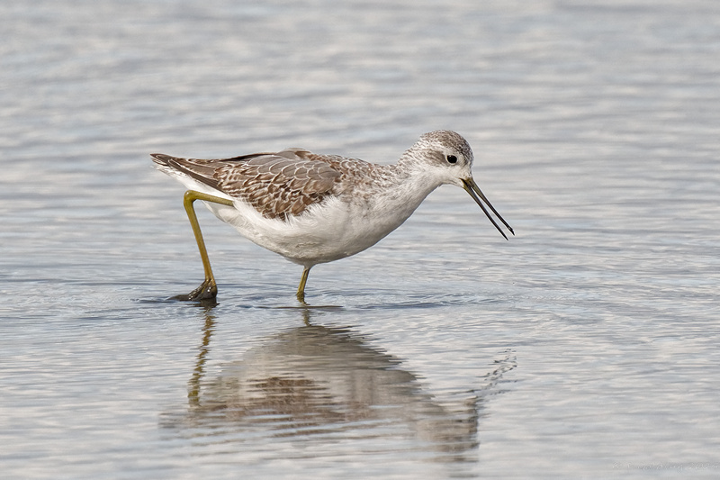 Marsh Sandpiper