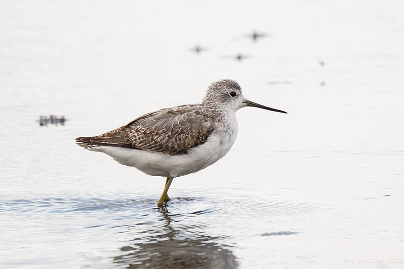 Marsh Sandpiper
