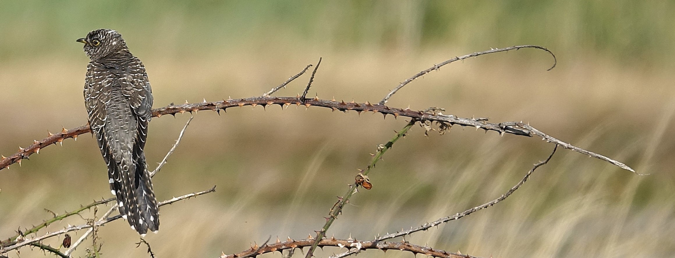 Cuckoo